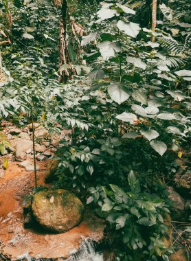 Köprüsü ve şelalesi olan güzel bir orman. Kolombiya.