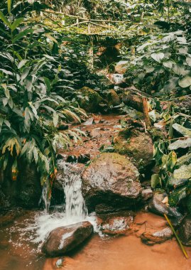 Köprüsü ve şelalesi olan güzel bir orman. Kolombiya.