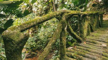 Köprüsü ve şelalesi olan güzel bir orman. Kolombiya.