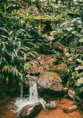 Köprüsü ve şelalesi olan güzel bir orman. Kolombiya.