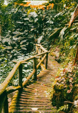 Köprüsü ve şelalesi olan güzel bir orman. Kolombiya.