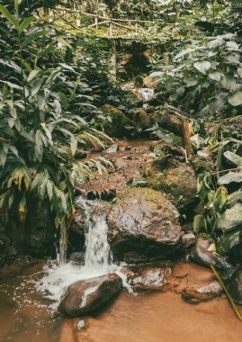 Köprüsü ve şelalesi olan güzel bir orman. Kolombiya.