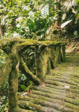 Köprüsü ve şelalesi olan güzel bir orman. Kolombiya.