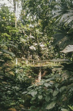 Köprüsü ve şelalesi olan güzel bir orman. Kolombiya.