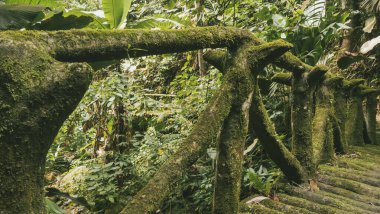Köprüsü ve şelalesi olan güzel bir orman. Kolombiya.