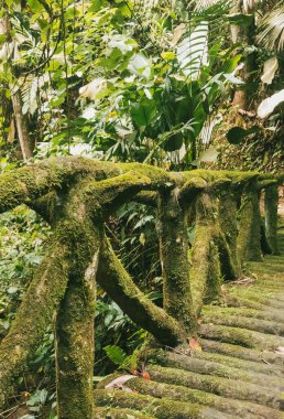Köprüsü ve şelalesi olan güzel bir orman. Kolombiya.