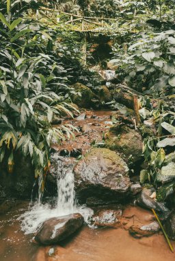Köprüsü ve şelalesi olan güzel bir orman. Kolombiya.