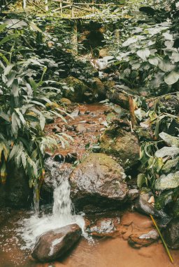 Köprüsü ve şelalesi olan güzel bir orman. Kolombiya.