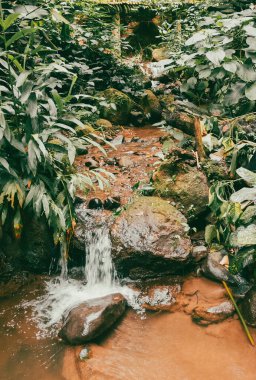 Köprüsü ve şelalesi olan güzel bir orman. Kolombiya.