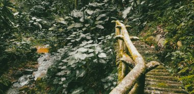 Köprüsü ve şelalesi olan güzel bir orman. Kolombiya.