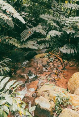 Köprüsü ve şelalesi olan güzel bir orman. Kolombiya.