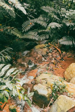 Köprüsü ve şelalesi olan güzel bir orman. Kolombiya.