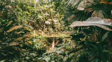 Köprüsü ve şelalesi olan güzel bir orman. Kolombiya.