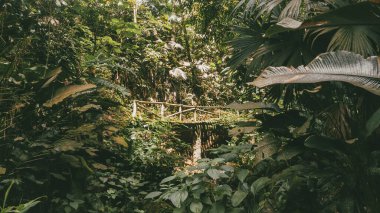 Köprüsü ve şelalesi olan güzel bir orman. Kolombiya.