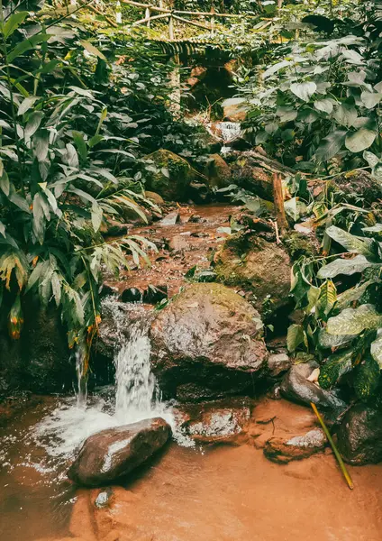 Köprüsü ve şelalesi olan güzel bir orman. Kolombiya.
