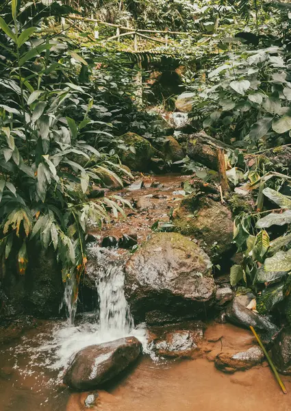 Köprüsü ve şelalesi olan güzel bir orman. Kolombiya.