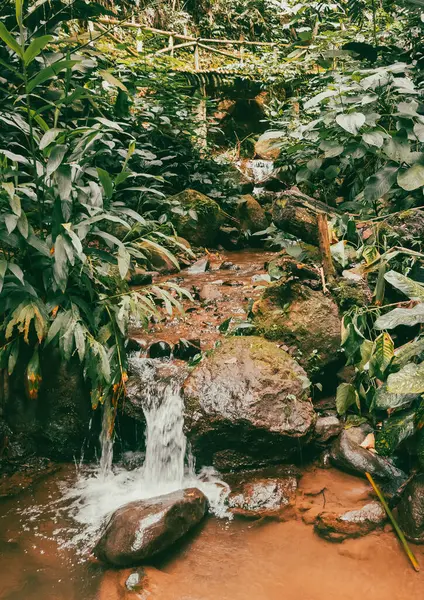 Köprüsü ve şelalesi olan güzel bir orman. Kolombiya.