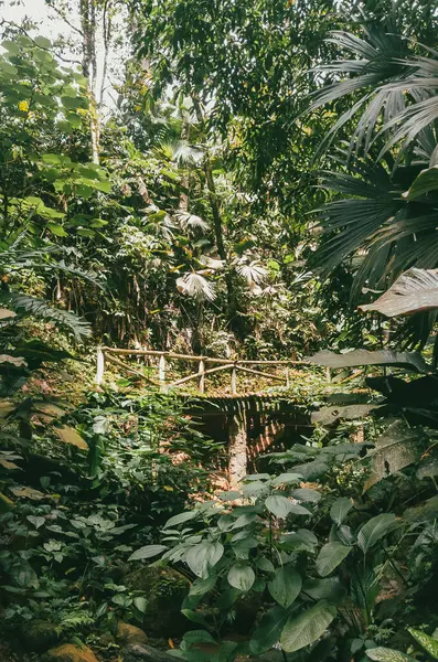 Köprüsü ve şelalesi olan güzel bir orman. Kolombiya.