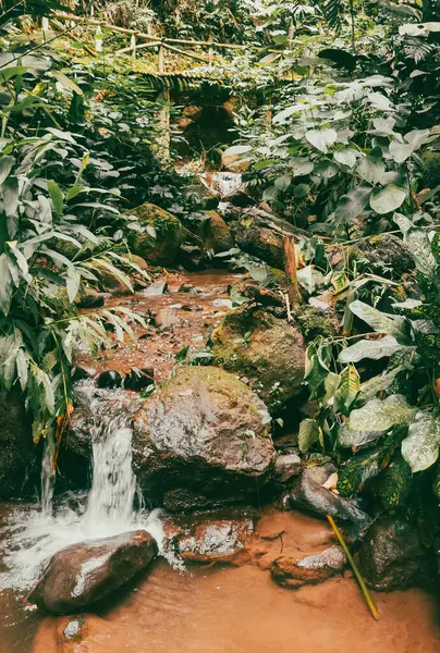 Köprüsü ve şelalesi olan güzel bir orman. Kolombiya.