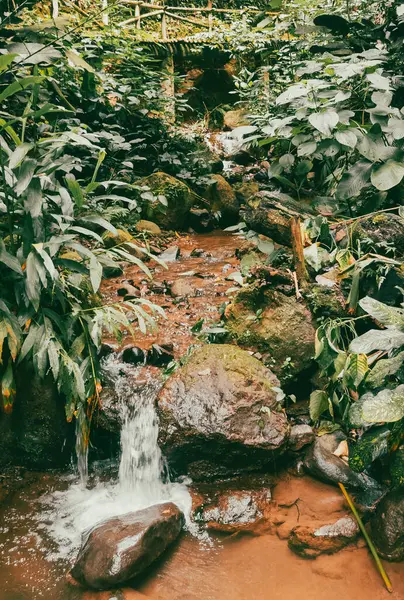 Köprüsü ve şelalesi olan güzel bir orman. Kolombiya.