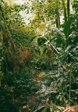 Köprüsü ve şelalesi olan güzel bir orman. Kolombiya.