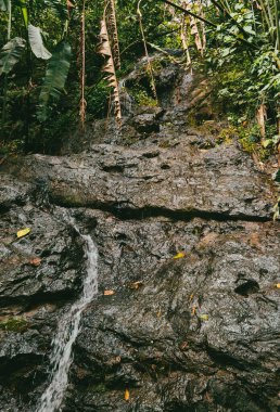 Ormandaki bir şelalenin portreleri. Kolombiya.