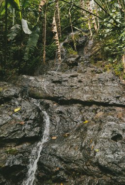 Ormandaki bir şelalenin portreleri. Kolombiya.