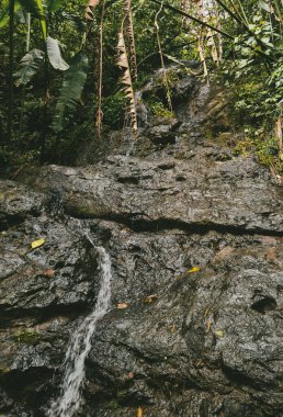 Ormandaki bir şelalenin portreleri. Kolombiya.