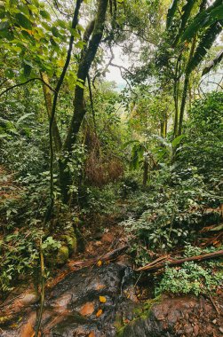 Ormandaki bir şelalenin portreleri. Kolombiya.