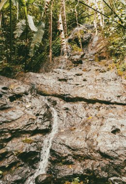 Ormandaki bir şelalenin portreleri. Kolombiya.