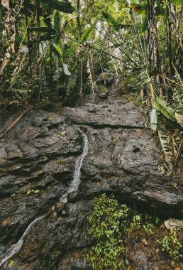 Ormandaki bir şelalenin portreleri. Kolombiya.