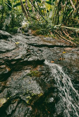 Ormandaki bir şelalenin portreleri. Kolombiya.