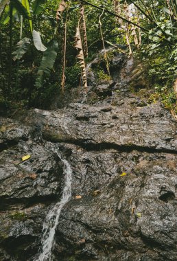 Ormandaki bir şelalenin portreleri. Kolombiya.