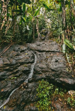 Ormandaki bir şelalenin portreleri. Kolombiya.