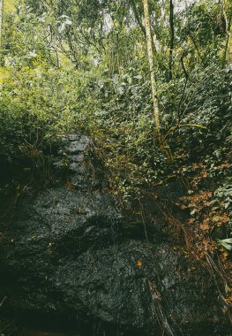 Ormandaki bir şelalenin portreleri. Kolombiya.