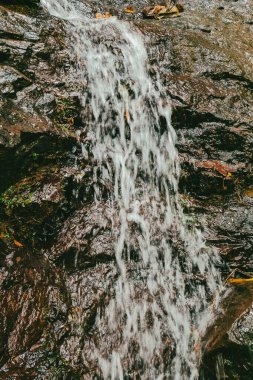 Ormandaki bir şelalenin portreleri. Kolombiya.
