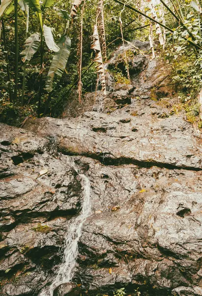 Ormandaki bir şelalenin portreleri. Kolombiya.