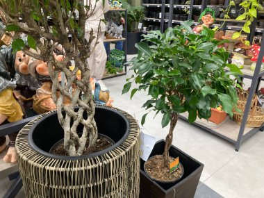 Birbirine dolanmış gövdeli bir ağaç. Mağazadaki bir tencerede. Ağacın dalları. Birbirine dolanmış gövdeleri olan kocaman yayılan bir ağaç. Parkta birbirine dolanmış ağaç gövdeleri.