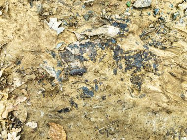 Sonbahar portakal yaprakları yere düştü. Doğal arka plan. Eski meşe yaprakları kumda, dokusu yakından