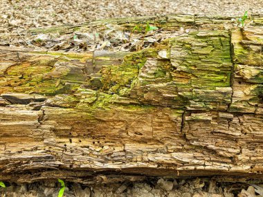 Ağaç kabuğu deseni ağaçtan pürüzsüz dokudur. Arka plandaki ahşap işlemeler için, kahverengi ahşap kabuk, kalın ağaç kabuğu. Eski ağaç gövdesi dokusu. Doğal bir arka plan olarak eski ceviz kabuğu dokusu ayrıntıları.