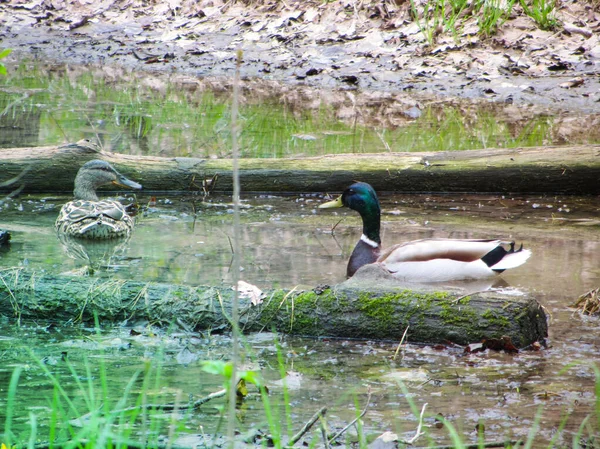 Duck on a pond. Male and female mallard duck swimming on a pond with green water while looking for food