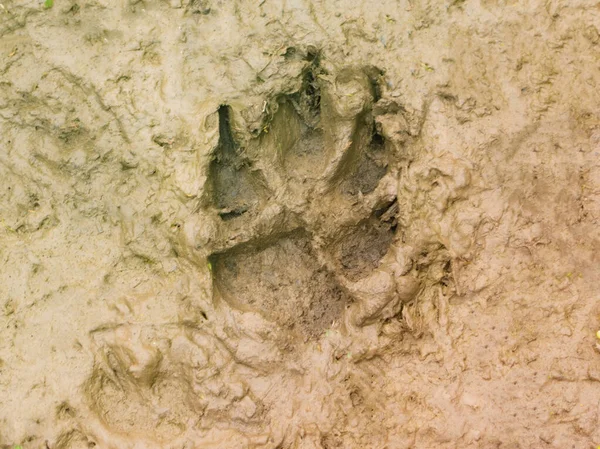 The trail of a wolf in the woods. The print of a wild wolf on the ground. Footprint of a wolf or dog in the mud, left on wet ground. The trail from the animal wolf on the ground.
