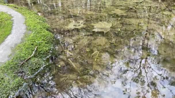 一个长满苔藓的汽车轮胎躺在一个森林池塘里 生态的污染 被遗弃的轮胎被大自然用作动物和植物的自然栖息地 — 图库视频影像