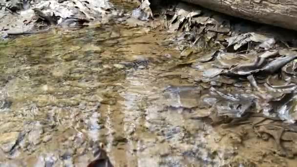 Small Natural Waterfall Summer Spring Forest — Vídeo de Stock