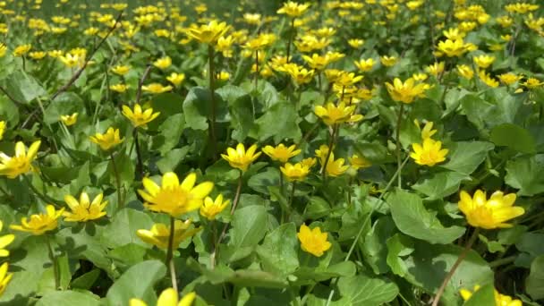 Beautiful Field Yellow Flowers Ripples Wind Bright Yellow Lesser Celandine — Vídeos de Stock