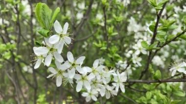 Cherry blossoms in full bloom. A Japanese spring scene. White on the green