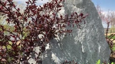 Böğürtlen yapraklarındaki pas. Parkta çalılıklar. Barberry Thunberg. Böğürtlen yaprakları taşın arka planında.