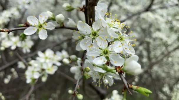 Άνθη Κερασιάς Πλήρη Άνθιση Ιαπωνική Ανοιξιάτικη Σκηνή Λευκό Στο Πράσινο — Αρχείο Βίντεο