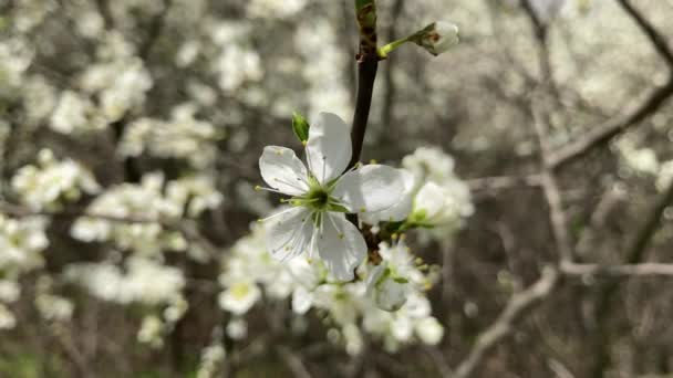 Flores Cerejeira Plena Floração Uma Cena Primavera Japonesa Branco Verde — Vídeo de Stock