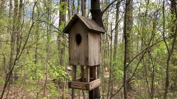 Uma Birdhouse Woods Birdhouse Uma Árvore Uma Caixa Ninho Caixa — Vídeo de Stock